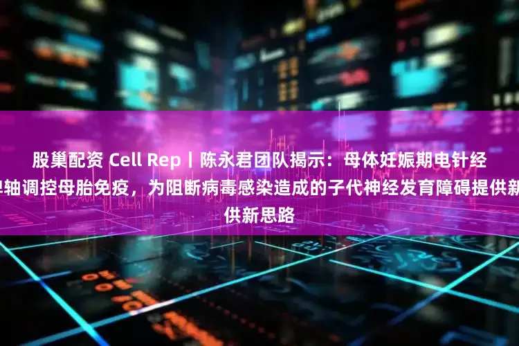 股巢配资 Cell Rep丨陈永君团队揭示：母体妊娠期电针经脑–脾轴调控母胎免疫，为阻断病毒感染造成的子代神经发育障碍提供新思路